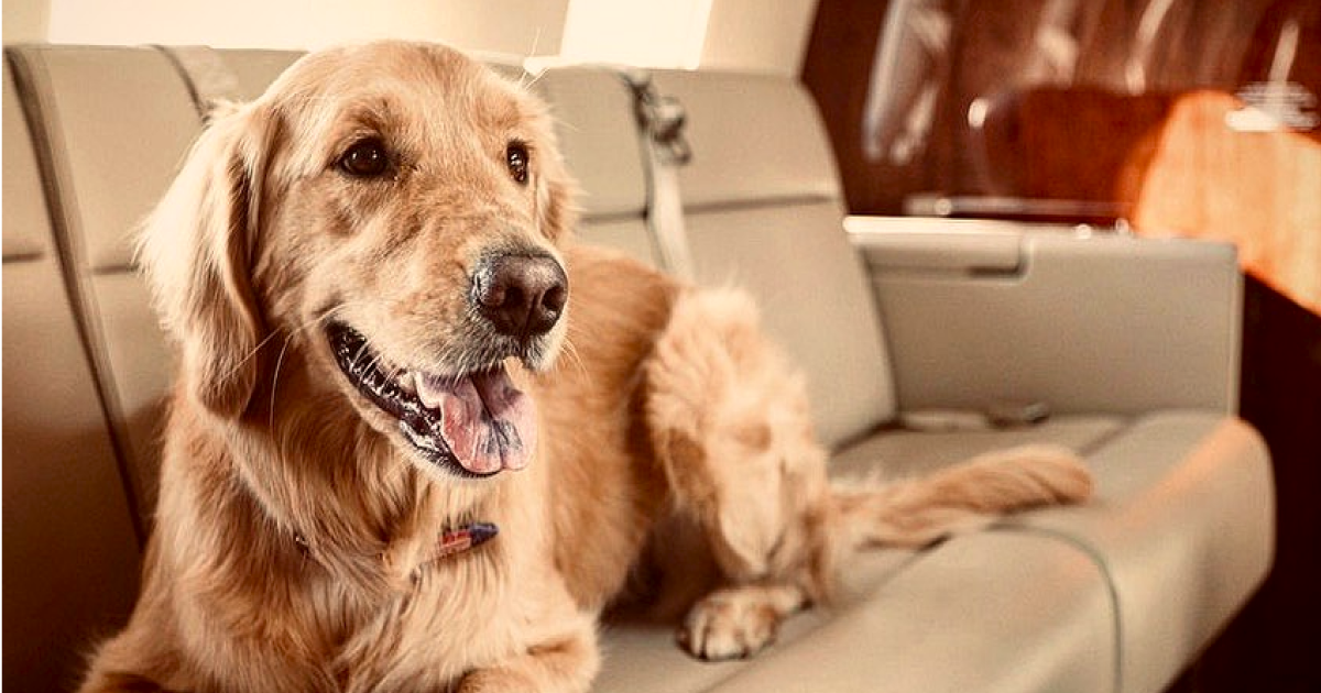 Why more travelers are flying their pets by private jet
